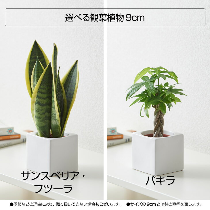 楽天市場 全品5 Off 4 15 4 16 1 59 観葉植物 おしゃれ インテリア 鉢 おしゃれ パキラ ミニ モンステラ セット 小さい 棚 卓上 ハイドロカルチャー サンスベリア ウンベラータ 引っ越し祝い 新築祝い 北欧 ミニ観葉植物 ポトス ガジュマル コテラ 9cm 母の日