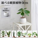 【全品5%off★4/25 23:59まで】土を使わない観葉植物 インテリア ハイドロカルチャー 選べる 小さい おしゃれ 鉢 お祝い パキラ ウンベラータ ミニ モンステラ セット 棚 サンスベリア 引っ越し祝 新築祝 北欧 ミニ ポトス ガジュマル コテラ こてら 9cm