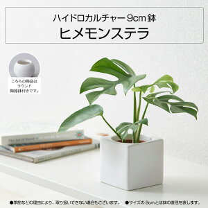 楽天市場 全品5 Off 4 15 4 16 1 59 観葉植物 おしゃれ インテリア 卓上 小さい パキラ モンステラ ウンベラータ ドラセナ ハイドロカルチャー 選べる観葉植物9cm 鉢おしゃれ 丸陶器鉢つき 鉢直径9cm 国産 コテラ こてら 母の日 Koteraグリーンとインテリアのお店 楽天市場 全品5 Off 4 15 4 16 1 59 観葉植物 おしゃれ インテリア 卓上 小さい パキラ モンステラ ウンベラータ ドラセナ ハイドロカルチャー 選べる観葉植物9cm 鉢おしゃれ 丸陶器鉢つき 鉢直径9cm 国産 コテラ こてら 母の日 Koteraグリーンとインテリアのお店
