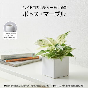 楽天市場 全品5 Off 4 15 4 16 1 59 観葉植物 おしゃれ インテリア 卓上 小さい パキラ モンステラ ウンベラータ ドラセナ ハイドロカルチャー 選べる観葉植物9cm 鉢おしゃれ 丸陶器鉢つき 鉢直径9cm 国産 コテラ こてら 母の日 Koteraグリーンとインテリアのお店 楽天市場 全品5 Off 4 15 4 16 1 59 観葉植物 おしゃれ インテリア 卓上 小さい パキラ モンステラ ウンベラータ ドラセナ ハイドロカルチャー 選べる観葉植物9cm 鉢おしゃれ 丸陶器鉢つき 鉢直径9cm 国産 コテラ こてら 母の日 Koteraグリーンとインテリアのお店