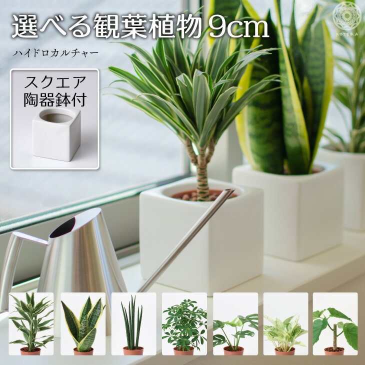 シェフレラ 観葉植物 観葉植物 インテリア ハイドロカルチャー 鉢 おしゃれ 1点セット 小さい 卓上 陶器鉢 パキラ ウンベラータ ミニ モンステラ サンスベリア 引っ越し祝 新築祝 北欧 ミニ ポトス ガジュマル コテラ こてら 9cm