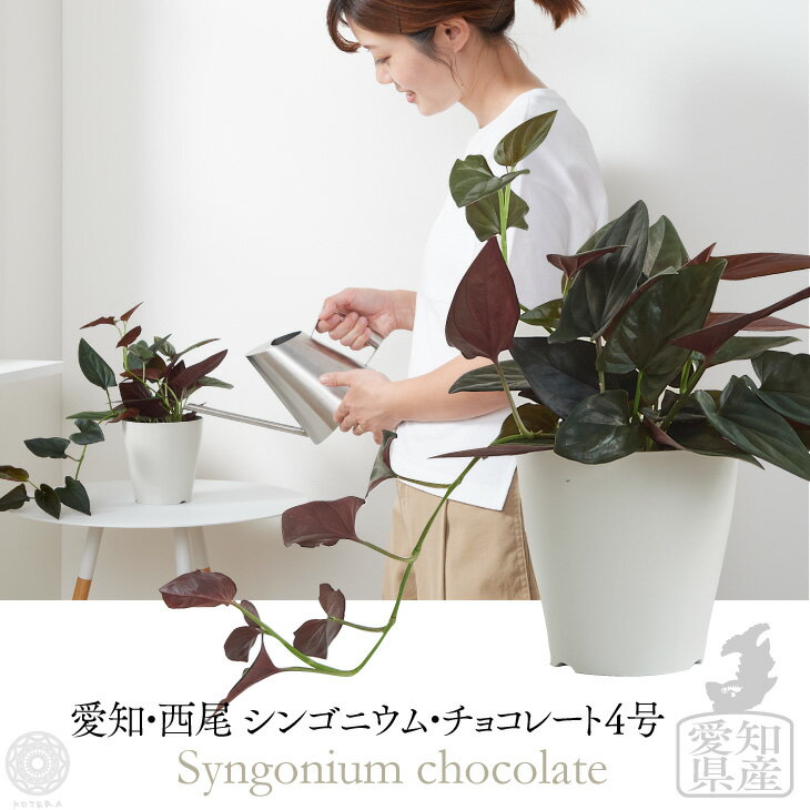 バキラ 【全品5%off★5/16 1:59まで】観葉植物 インテリア 小さい 卓上 4号 シンゴニウム チョコレート プランター 鉢 おしゃれ お祝い 土 ミニ 棚 希少 珍しい フラワーポット 植木鉢 室内 北欧 セット パキラ 引っ越し祝 新築祝 コテラ