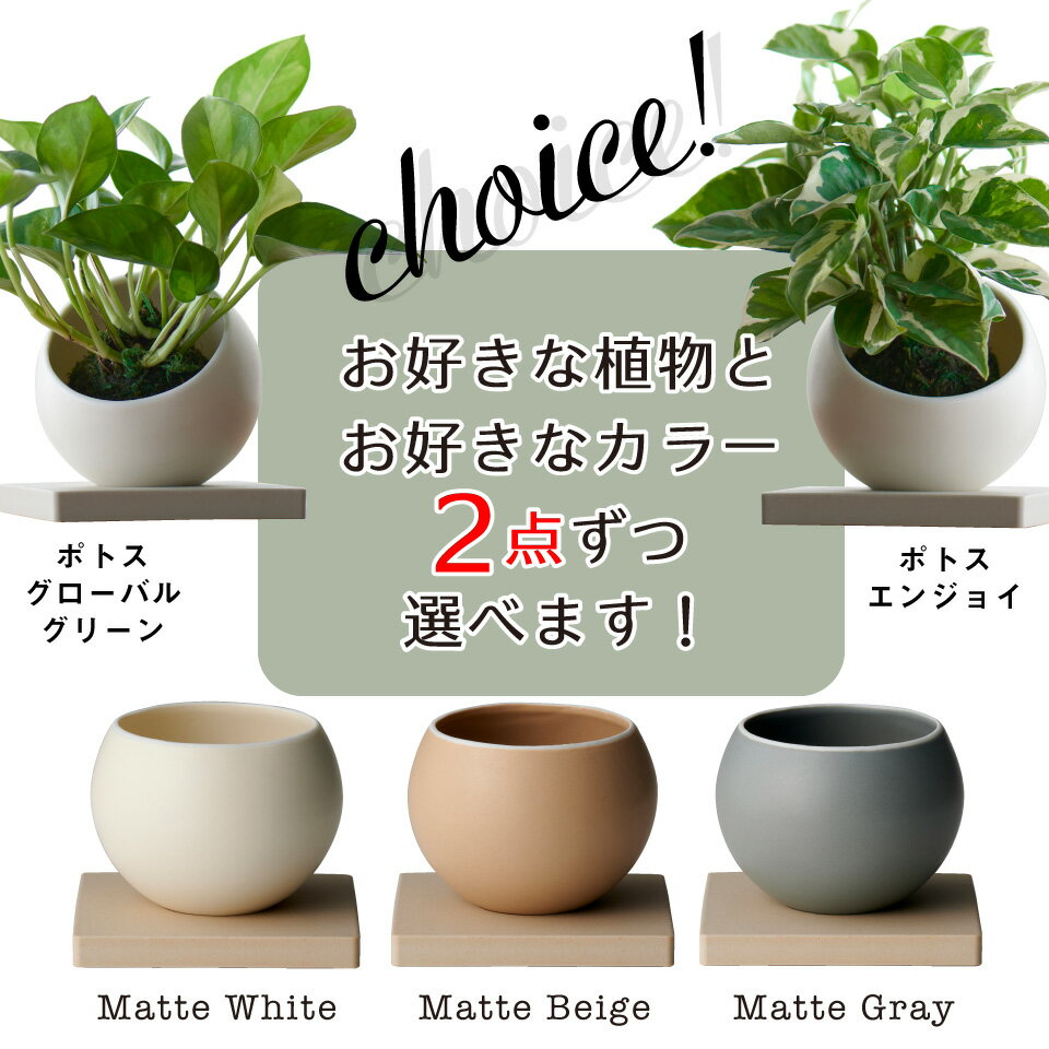 観葉植物 おしゃれ 小さい 卓上 吊り下げ 鉢 お祝い ハンギング ポトス グローバルグリーン エンジョイ 苔玉 ミニ コケ玉 こけだま セット カバー Mani 棚 北欧 インテリア 開店祝 新築祝 引っ越し祝 ステータス コテラ