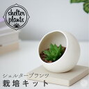 【全品5%off★5/10限定】観葉植物 インテリア 多肉植物 小さい 卓上 栽培キット 鉢 カバー 吊り 下げ おしゃれ お祝い ミニ セット 土 北欧 開店祝 新築祝 引っ越し祝 育てやすい 壁掛け かわいい ミニ コテラ