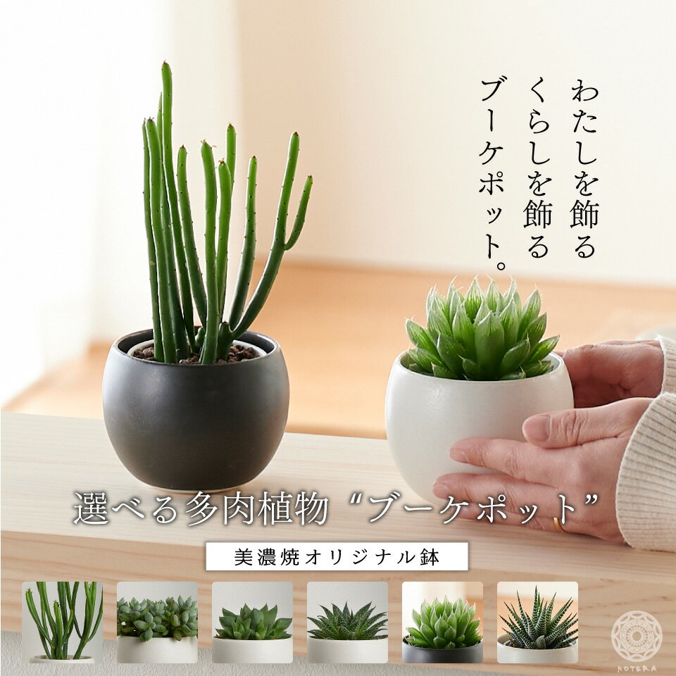 【全品5%off 3/10-3/11 1:59まで】選べる多肉植物 観葉植物 ハオルチア 鉢 おしゃれ ミニ セット 土 小さい ユーフォルビア コチレドン　アロエ　棚 珍しい 北欧 インテリア 開店祝い 新築祝い 引っ越し祝い 育てやすい 人気 かわいい ミニ観葉植物 コテラ