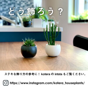 楽天市場 観葉植物 多肉植物 ブーケポット コチレドン ペンデンス 鉢 おしゃれ ミニ セット 土 小さい 棚 吊るす 珍しい 北欧 インテリア 開店祝い 新築祝い 引っ越し祝い 育てやすい 壁掛け 人気 かわいい ミニ観葉植物 コテラ Koteraグリーンとインテリアのお店 楽天市場 観葉植物 多肉植物 ブーケポット コチレドン ペンデンス 鉢 おしゃれ ミニ セット 土 小さい 棚 吊るす 珍しい 北欧 インテリア 開店祝い 新築祝い 引っ越し祝い 育てやすい 壁掛け 人気 かわいい ミニ観葉植物 コテラ Koteraグリーンとインテリアのお店