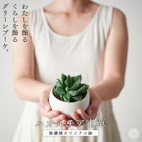 自宅に簡単にグリーンを 室内でも簡単に育てられる 多肉植物のおすすめプレゼントランキング 予算5 000円以内 Ocruyo オクルヨ 自宅に簡単にグリーンを 室内でも簡単に育てられる 多肉植物のおすすめプレゼントランキング 予算5 000円以内 Ocruyo オクルヨ