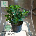 【最大50%offの超特価セール】観葉植物 パンダガジュマル インテリア 小さい 卓上 3号 5号 鉢 おしゃれ お祝い ミニ 希少 珍しい 北欧 引っ越し祝 ...