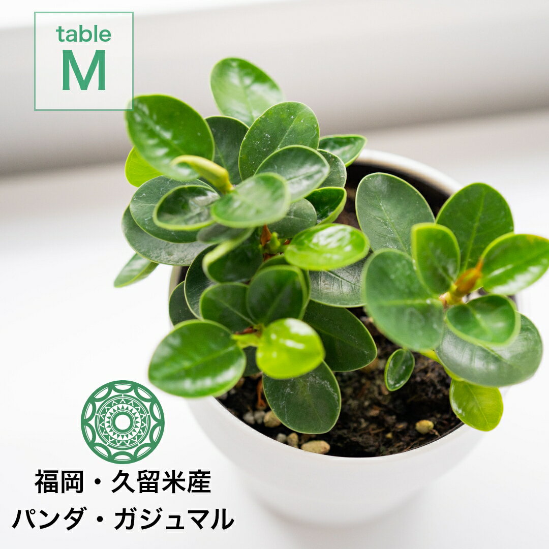 【予約販売6月上旬から発送】観葉植物 パンダガジュマル インテリア 小さい 卓上 4号 鉢 おしゃれ お祝い ミニ 希少 珍しい 北欧 引っ越し祝 新築祝 コテラ