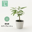 観葉植物 インテリア 小さい 卓上 鉢 おしゃれ 4号 エバーフレッシュ お祝い 土 ミニ 棚 希少 珍しい 北欧 引っ越し祝 新築祝 コテラ