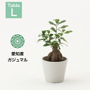 【最大50%offの超特価セール】観葉植物 インテリア 小さい 卓上 鉢 おしゃれ 4号 ガジュマル お祝い 土 ミニ 棚 希少 珍しい 北欧 引っ越し祝 新築...