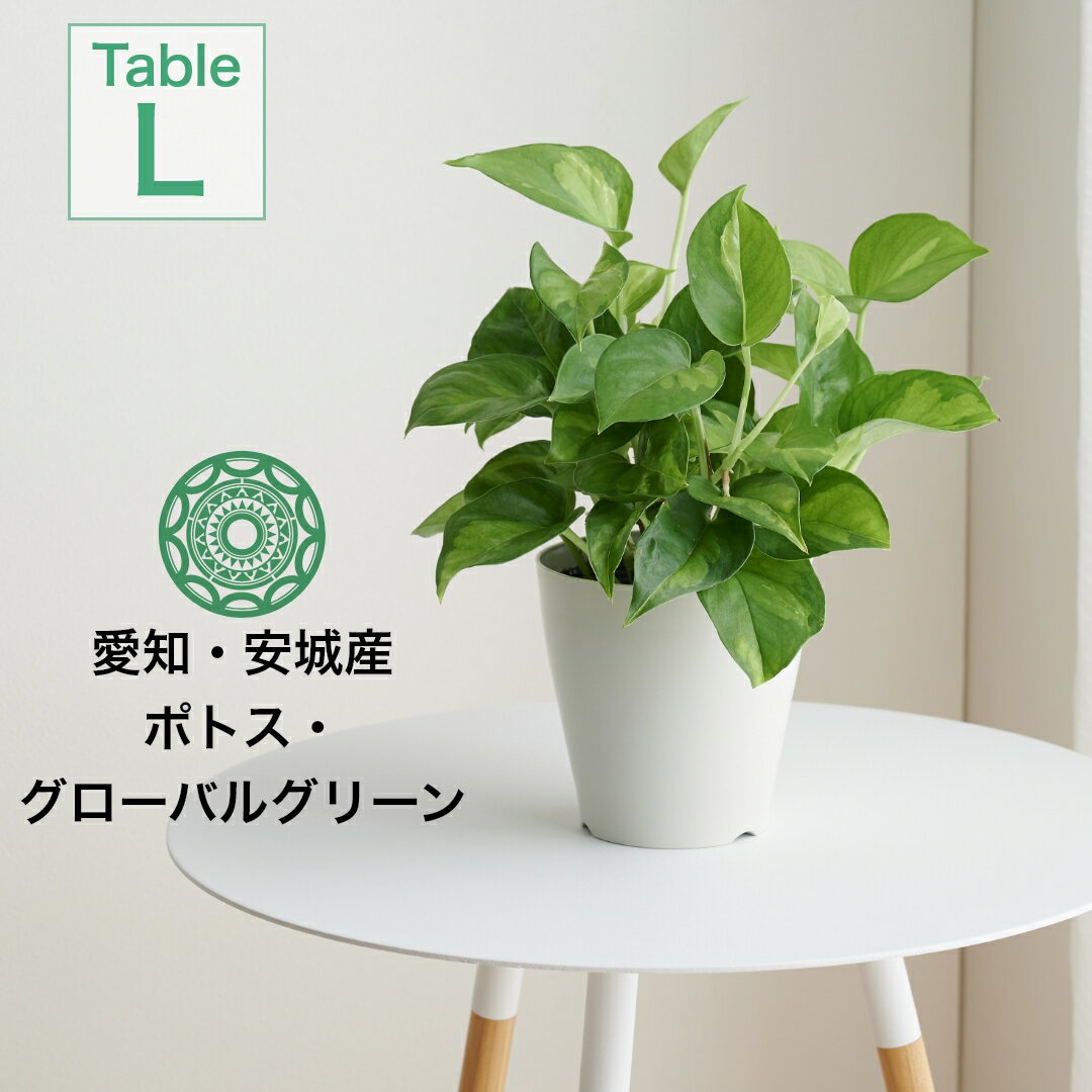 ポトス 【全品5%off★5/10限定】観葉植物 インテリア ポトス グローバルグリーン 浅岡園芸 4号 小さい プランター 鉢 おしゃれ お祝い 土 ミニ 棚 希少 珍しい フラワーポット 植木鉢 室内 北欧 セット 引っ越し祝 新築祝 コテラ