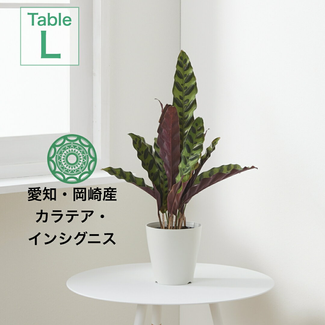 【全品5%off★5/16 1:59まで】観葉植物 インテリア 小さい 卓上 4号 カラテア インシグニス プランター 鉢 おしゃれ お祝い 土 ミニ 棚 希少 珍しい フラワーポット 植木鉢 室内 円形 丸 北欧 セット パキラ 引っ越し祝 新築祝 コテラ