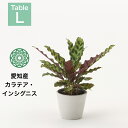 【全品10%off★4/24 20:00～】観葉植物 インテリア 小さい 卓上 4号 カラテア インシグニス プランター 鉢 おしゃれ お祝い 土 ミニ 棚 希少 珍しい フラワーポット 植木鉢 室内 円形 丸 北欧 セット パキラ 引っ越し祝 新築祝 コテラ