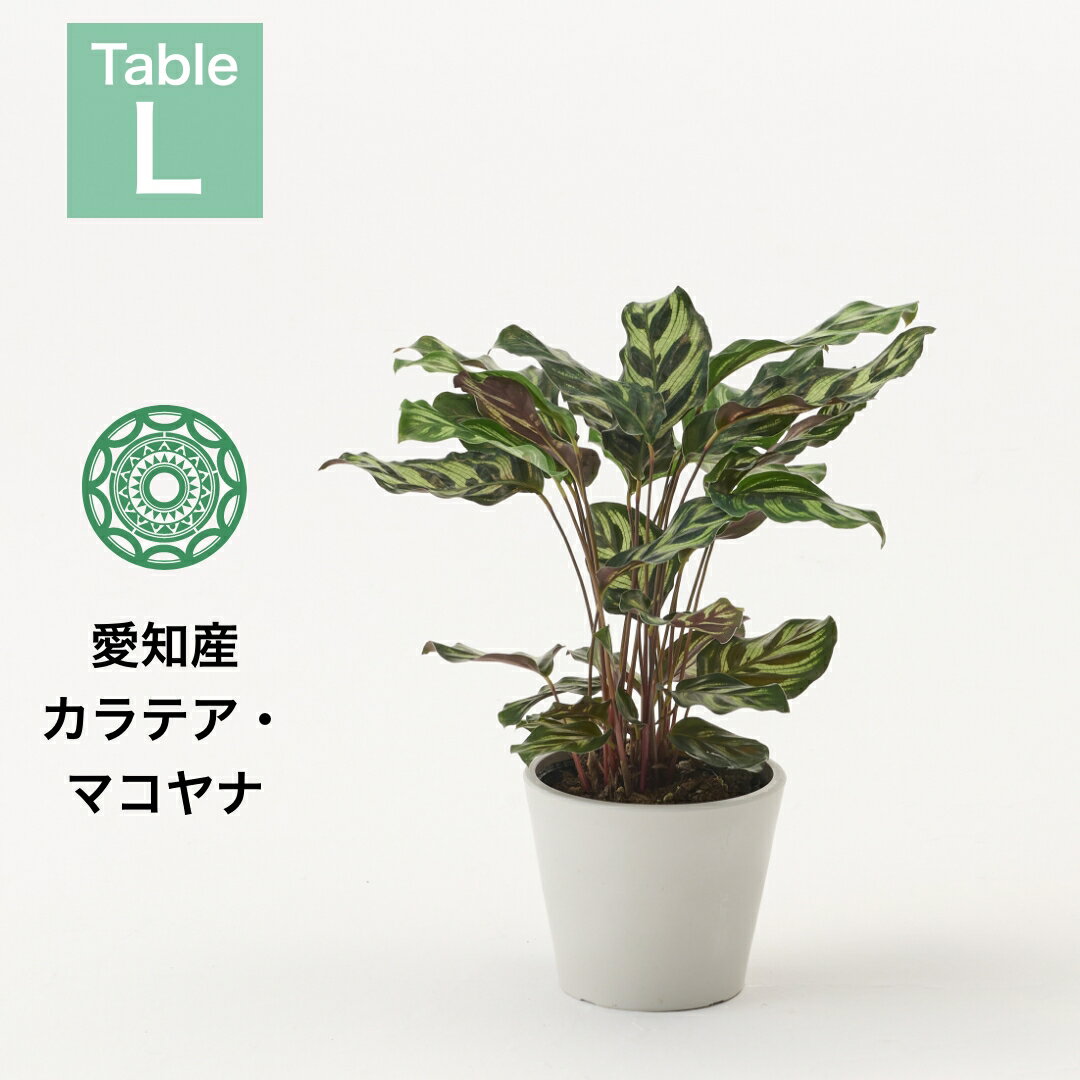 【全品5%off★5/20限定】観葉植物 イ