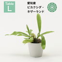 観葉植物 インテリア 小さい 卓上 4号 ビカクシダ ネザーランド プランター 鉢 おしゃれ お祝い 土 ミニ 棚 希少 珍しい 室内 北欧 セット 引っ越し祝...