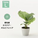 観葉植物 インテリア 小さい 卓上 4号 カラテア オルビフォリア プランター 鉢 おしゃれ お祝い 土 ミニ 棚 希少 珍しい 室内 北欧 セット 引っ越し祝...