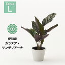 【全品5%off★5/10限定】観葉植物 インテリア カラテア サンデリアーナ おしゃれ お祝い 土 4号 鉢 ミニ 小さい 卓上 棚 希少 珍しい 育てやすい 引っ越し祝い 新築祝い 北欧 コテラ こてら