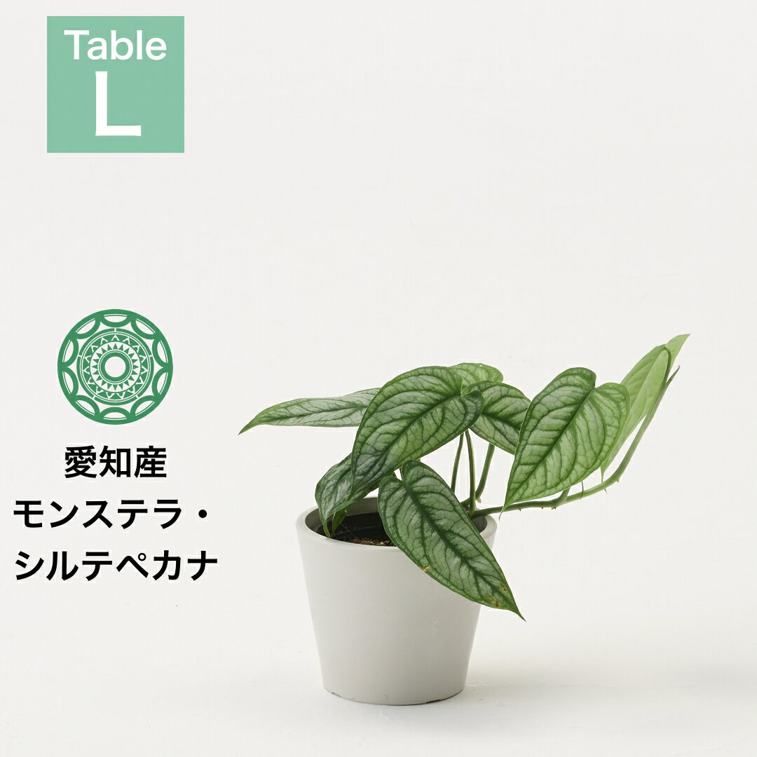 楽天市場】ミニ モンステラ(サイズ(植木鉢)4 ~ 6号)の通販 楽天市場】ミニ モンステラ(サイズ(植木鉢)4 ~ 6号)の通販