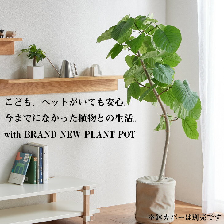 全品ポイント5倍 3月中旬より初物出荷開始予定 観葉植物 指宿ウンベラータ 枝分かれ樹形 10号 大型 ハートリーフ ゴムノキ おしゃれ インテリア 指宿 生産者直送 育てやすい 初心 全品ポイント5倍 3月中旬より初物出荷開始予定 観葉植物 指宿ウンベラータ 枝分かれ樹形 10号 大型 ハートリーフ ゴムノキ おしゃれ インテリア 指宿 生産者直送 育てやすい 初心