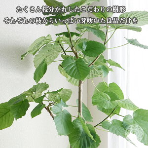 楽天市場 おうち時間 在宅 観葉植物 指宿 ウンベラータ 枝分かれ樹形 8号 大型 ハートリーフ ゴムノキ おしゃれ インテリア 指宿 生産者直送 育てやすい 初心者おすすめ プレゼント 梱包0 コテラ 母の日 Koteraグリーンとインテリアのお店 楽天市場 おうち時間 在宅 観葉植物 指宿 ウンベラータ 枝分かれ樹形 8号 大型 ハートリーフ ゴムノキ おしゃれ インテリア 指宿 生産者直送 育てやすい 初心者おすすめ プレゼント 梱包0 コテラ 母の日 Koteraグリーンとインテリアのお店