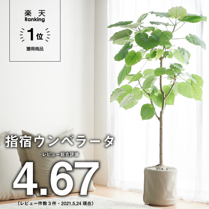 楽天市場 観葉植物 大きい 大型 指宿 ウンベラータ 8号 枝分かれ樹形 大型 ハートリーフ ゴムノキ 北欧 インテリア 開店祝 新築祝 引っ越し祝 かわいい 梱包0 コテラ Koteraグリーンとインテリアのお店