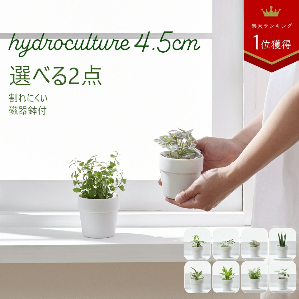 ウンベラータ 【全品5%off★5/16 1:59まで】土を使わない観葉植物 インテリア ハイドロカルチャー 選べる 小さい おしゃれ 鉢 お祝い パキラ ウンベラータ ミニ モンステラ セット 棚 サンスベリア 引っ越し祝 新築祝 北欧 ミニ ポトス ガジュマル コテラ こてら 4.5cm ヤマツ