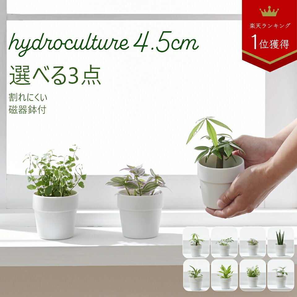 ウンベラータ 【全品5%off★5/20限定】土を使わない観葉植物 インテリア ハイドロカルチャー 選べる 小さい おしゃれ 鉢 お祝い パキラ ウンベラータ ミニ モンステラ セット 棚 サンスベリア 引っ越し祝 新築祝 北欧 ミニ ポトス ガジュマル コテラ こてら 4.5cm ヤマツ