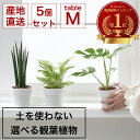 【Mサイズ 選べる5個セット】土を使わない ミニ 観葉植物 小さい ハイドロカルチャー 鉢 おしゃれ 棚 パキラ モンステラ サンスベリア ポトス 引っ越し祝 ...