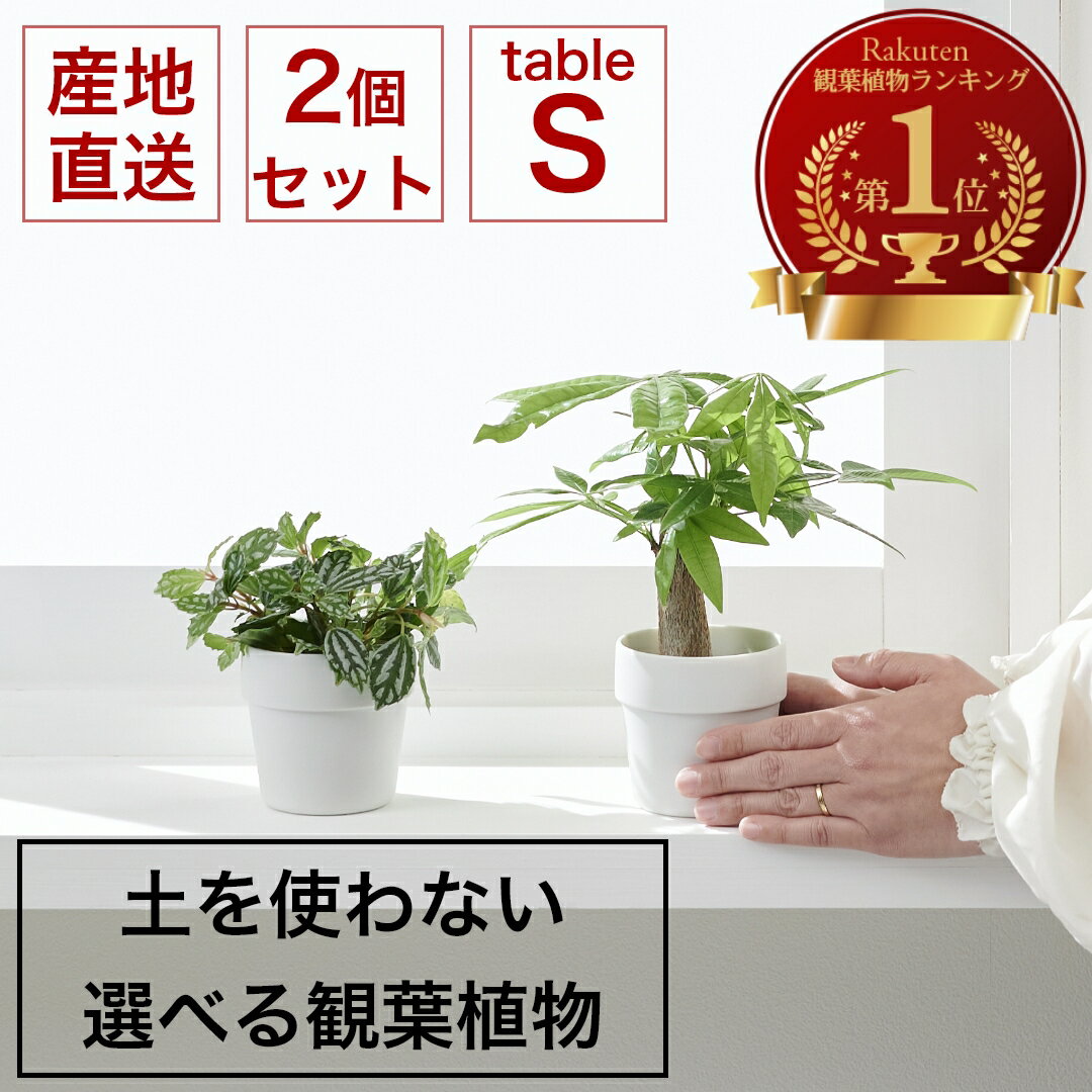 楽天市場】観葉植物 サンスベリア(サイズ(植木鉢)~ 3号)の通販 楽天市場】観葉植物 サンスベリア(サイズ(植木鉢)~ 3号)の通販