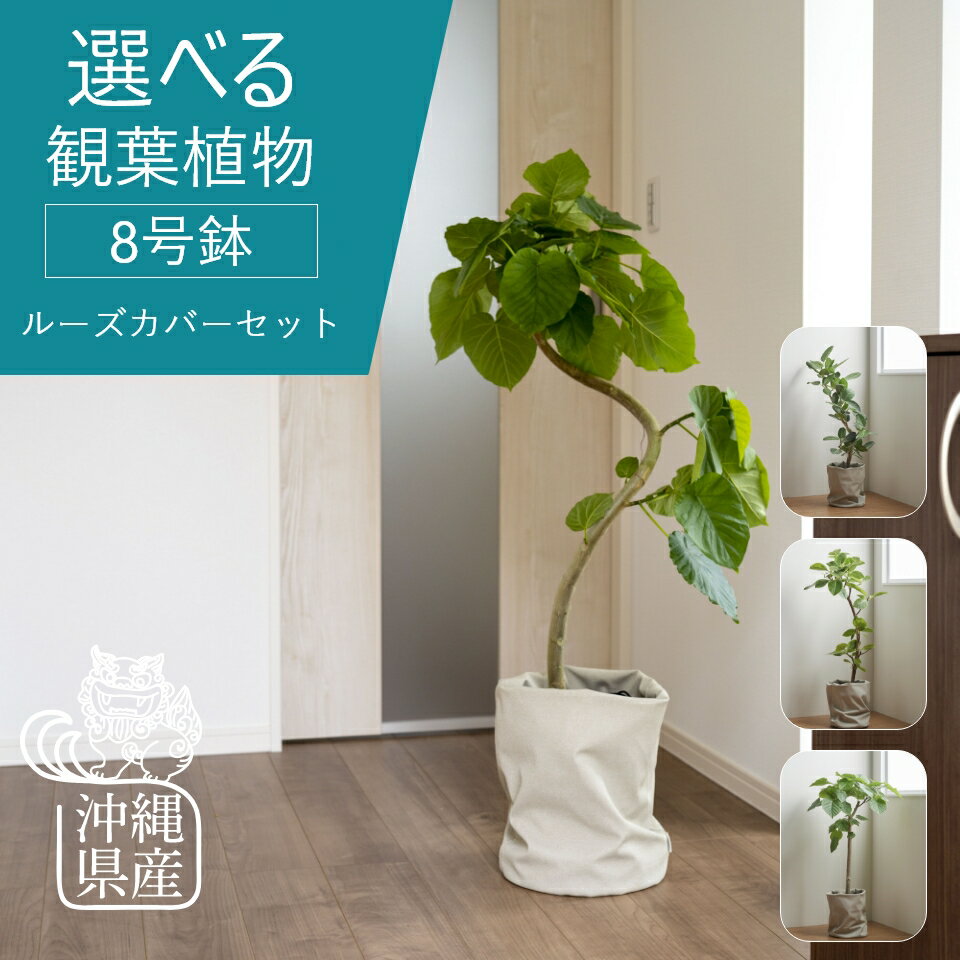 【全品5%off★5/16 1:59まで】沖縄 観葉植物 インテリア おしゃれ 大きい 大型 ルーズカバーセット ベンガレンシス ウンベラータ アルテシーマ 8号 ハートリーフ ゴムノキ 北欧 開店祝 新築祝 引っ越し祝 梱包200 コテラ