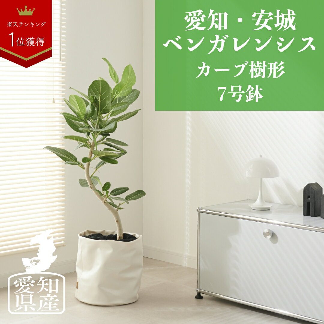 【20%offクーポン★2/4 20:00～】観葉植物 インテリア おしゃれ 大型 【愛知 安城 ベンガレンシス 曲がり樹形 7号】鉢 お祝い 土 棚 引っ越し祝い 新築祝い 北欧 育てやすい 立札 ギフト コテラ こてら