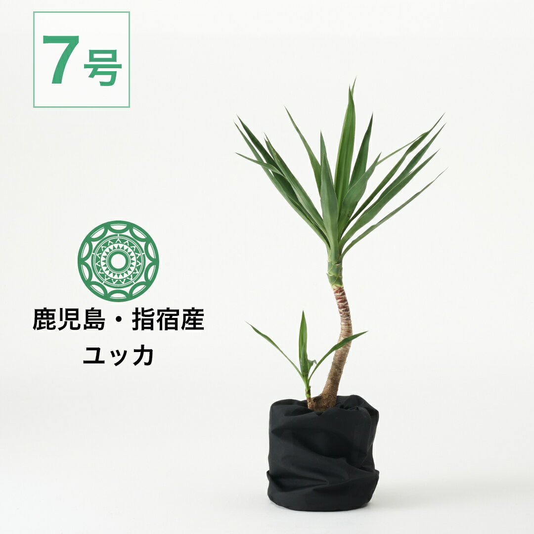 【全品5%off★5/16 1:59まで】観葉植物 ユッカ エレファンティペス 大型 7号 インテリア おしゃれ 大きい 指宿 北欧 開店祝い 新築祝い 引っ越し祝い コテラ