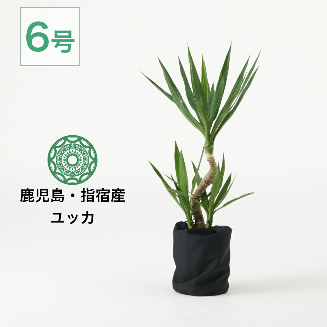 ユッカ 観葉植物 ユッカ エレファンティペス 大型 6号 インテリア おしゃれ 大きい 指宿 北欧 開店祝い 新築祝い 引っ越し祝い コテラ