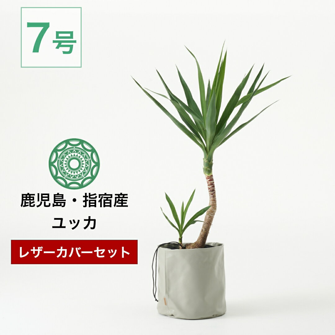 【全品5%off★5/16 1:59まで】観葉植物 ユッカ エレファンティペス カバーセット 大型 7号 インテリア おしゃれ 大きい 指宿 北欧 開店祝い 新築祝い 引っ越し祝い コテラ