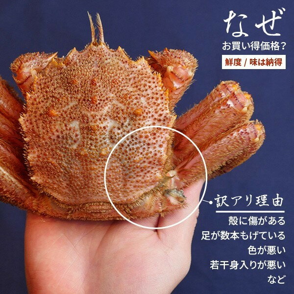 毛ガニ カニ ボイル 訳あり 500g 前後 2尾 北海道産 冷蔵 お試し 毛蟹 毛がに 蟹 毛ガニ カニ ボイル 訳あり 500g 前後 2尾 北海道産 冷蔵 お試し 毛蟹 毛がに 蟹