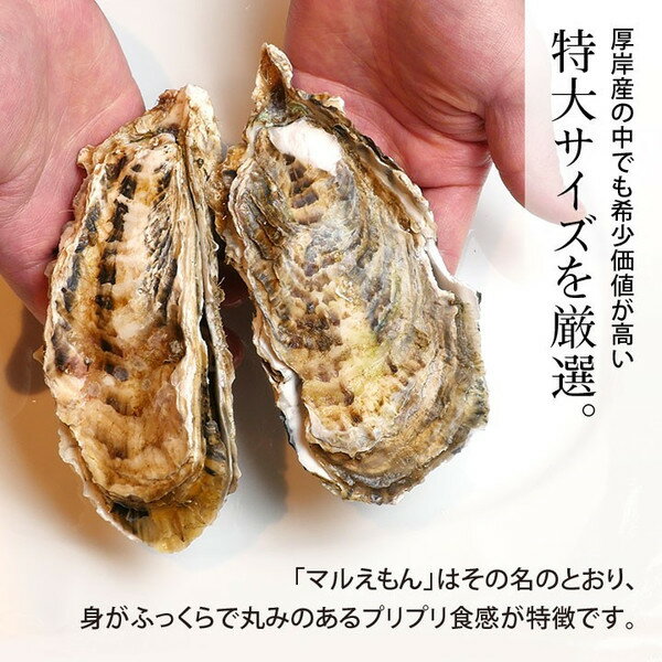 牡蠣 殻付き 生牡蠣 カキ 北海道 厚岸 マルえもん 希少な特大3Lサイズ(1個約150g) 15個生食可 美味しい お取り寄せ かき ギフト お中元 内祝い お返し 送料無料