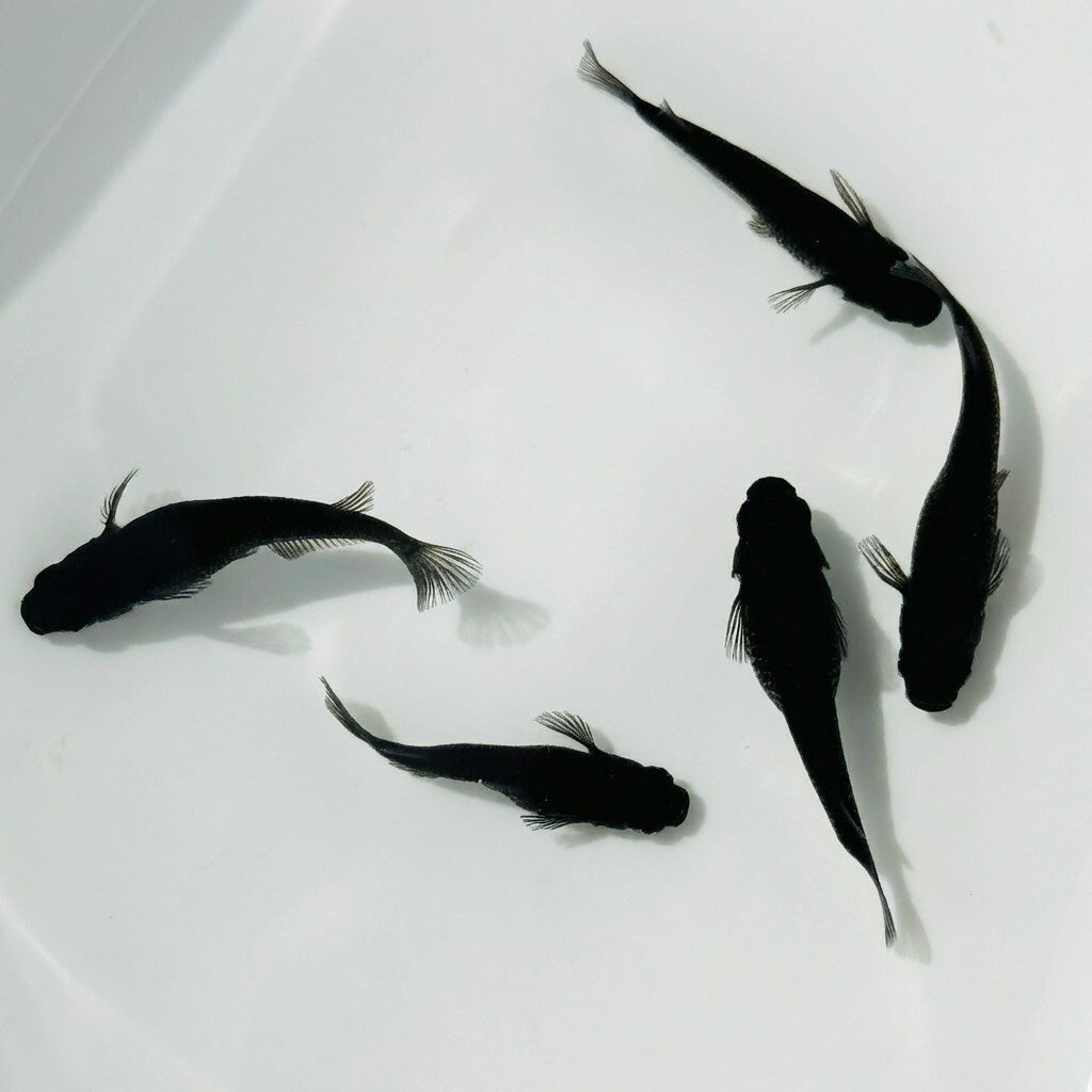 【即日発送】極上 オロチメダカ 卵 10個＋保証5個 計15個 有精卵 濃墨ブラック めだか 繁殖用 初心者OK クリックポスト発送
