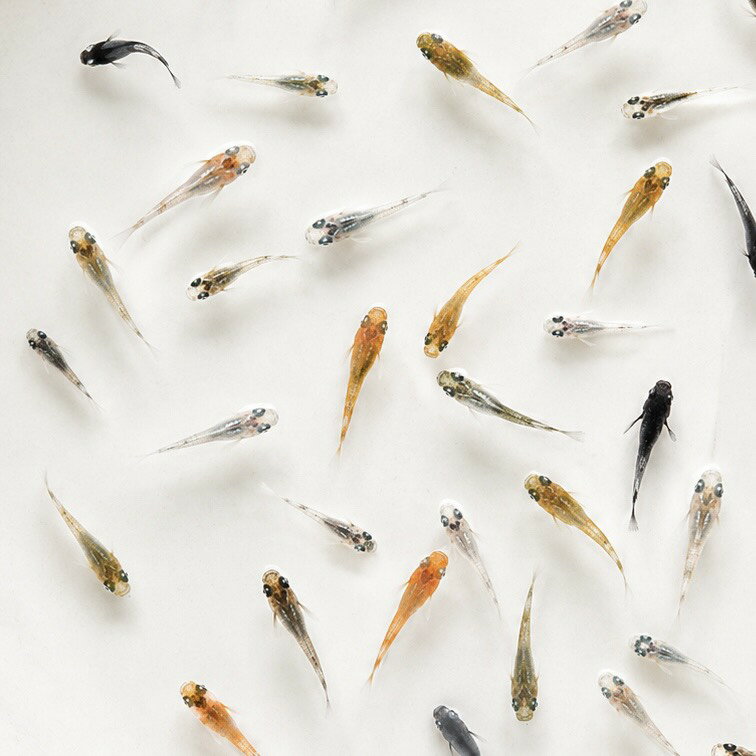 【送料無料】お楽しみ ランダム メダカセット 稚魚 高級メダカ 高品質 初心者セット 自由研究 アクアリウム MIX メダカ 観賞魚 ビオトープ 生体 観賞魚 初心者