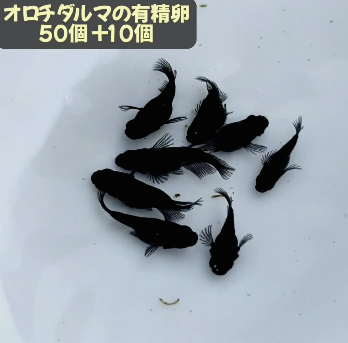 【ハッピーベル】麦飯石とゼオライト 金魚用 小型水槽用