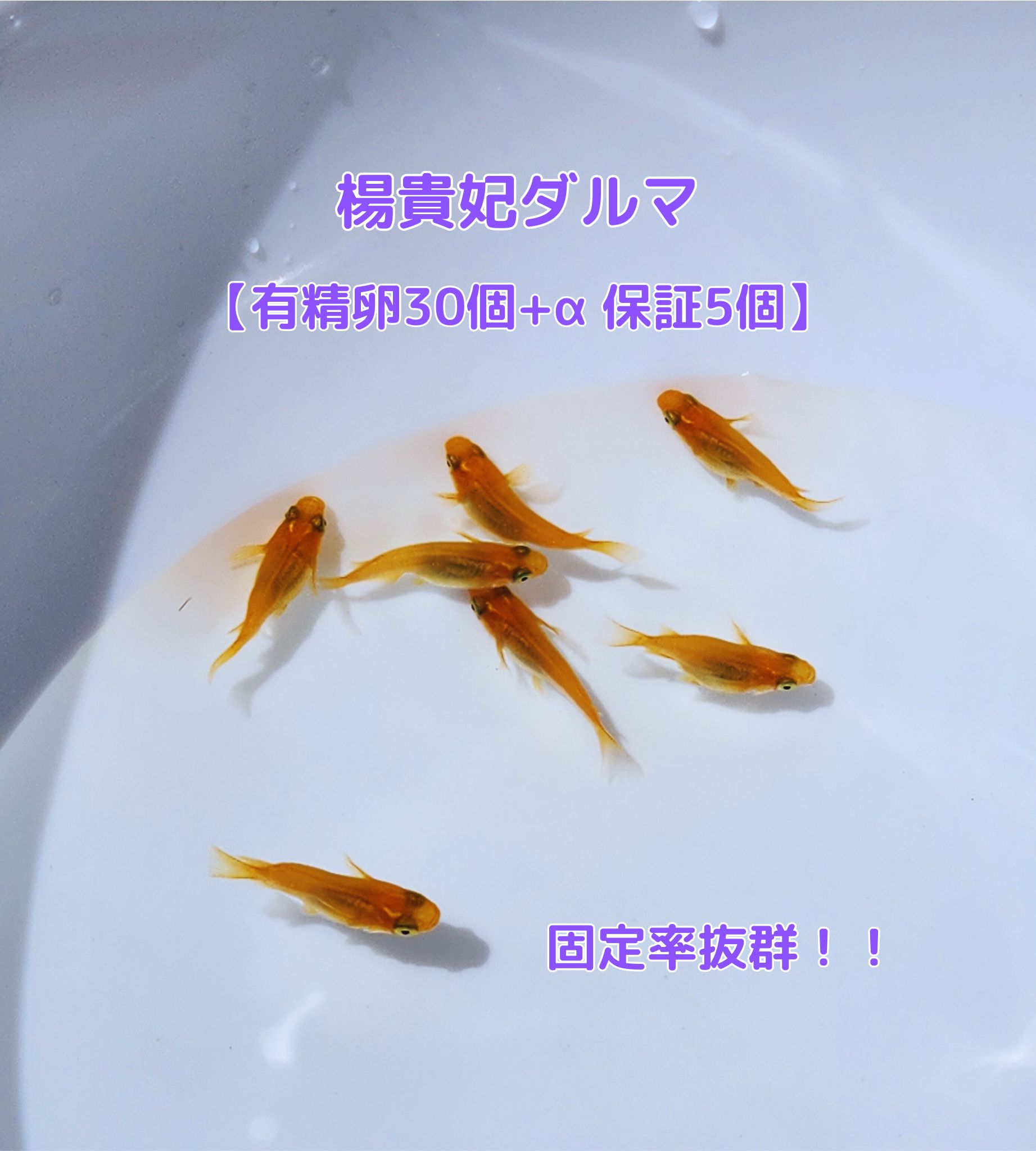 メダカ 卵 楊貴妃ダルマメダカ【有精卵30個＋5個セット】固定率抜群！めだか 楊貴妃 ダルマ 卵のサムネイル