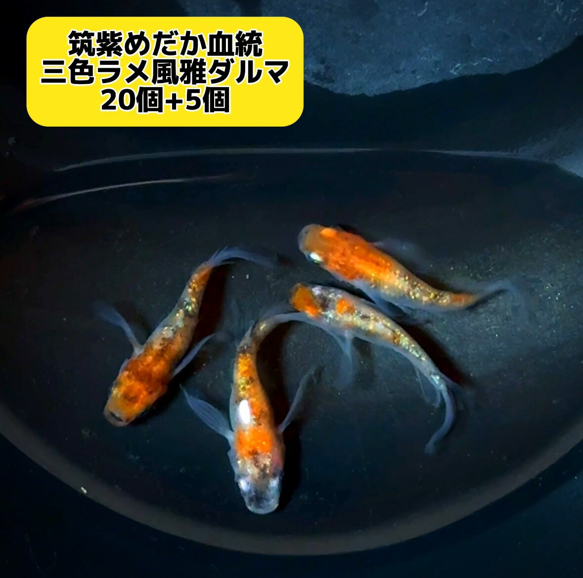 【即日発送】メダカ 卵 【筑紫めだか血統】三色ラメ風雅ダルマ 有精卵20個＋5個セット 固定率抜群！めだか ダルマ ラメ メダカ 卵のサムネイル