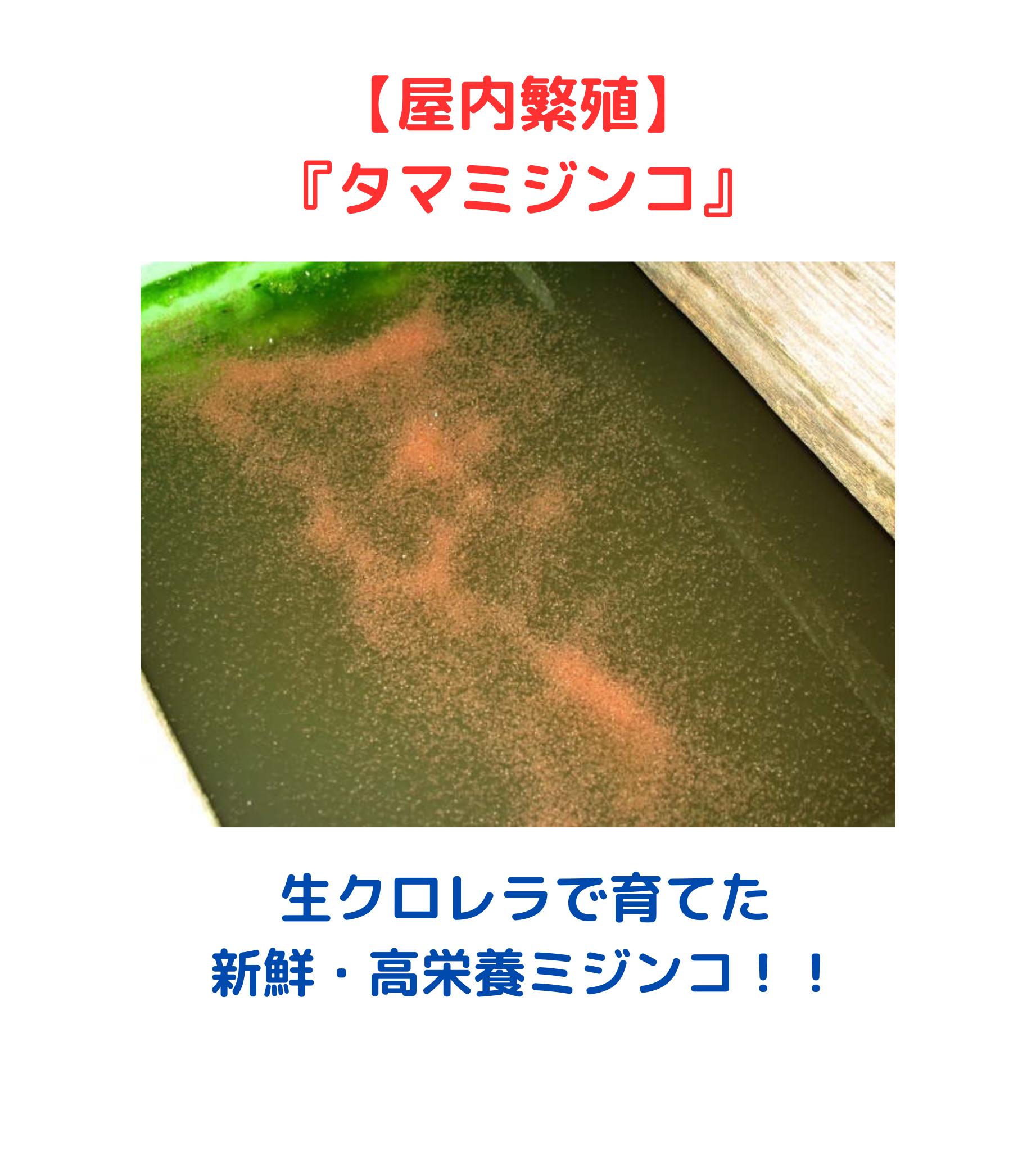 【送料無料】【タマミジンコ】10g+α 〜100g+α めだか金魚熱帯魚の生き餌に！めだか 金魚 ワ ...