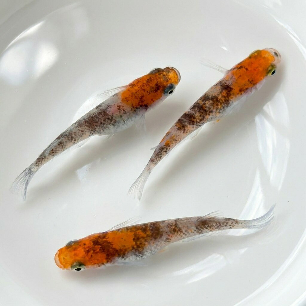 【即日発送】【極上ラメ血統】三色ラメメダカ 有精卵10個＋保証分5個 合計15個 メダカ 卵 固定率抜群！高品質 初心者セット 自由研究 アクアリウム MIX メダカ 観賞魚 ビオトープ 生体 観賞魚 初心者