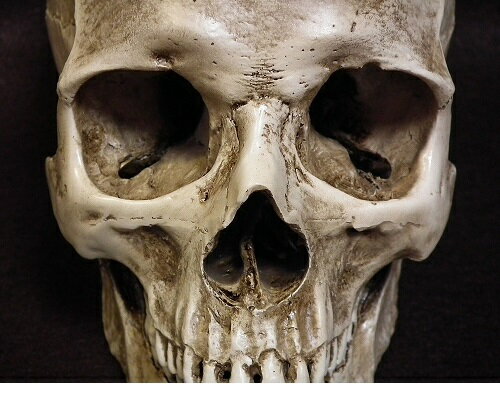 1/1頭蓋骨模型　下顎あり スカルドクロの置物　リアルで本物みたいな人の頭蓋骨です