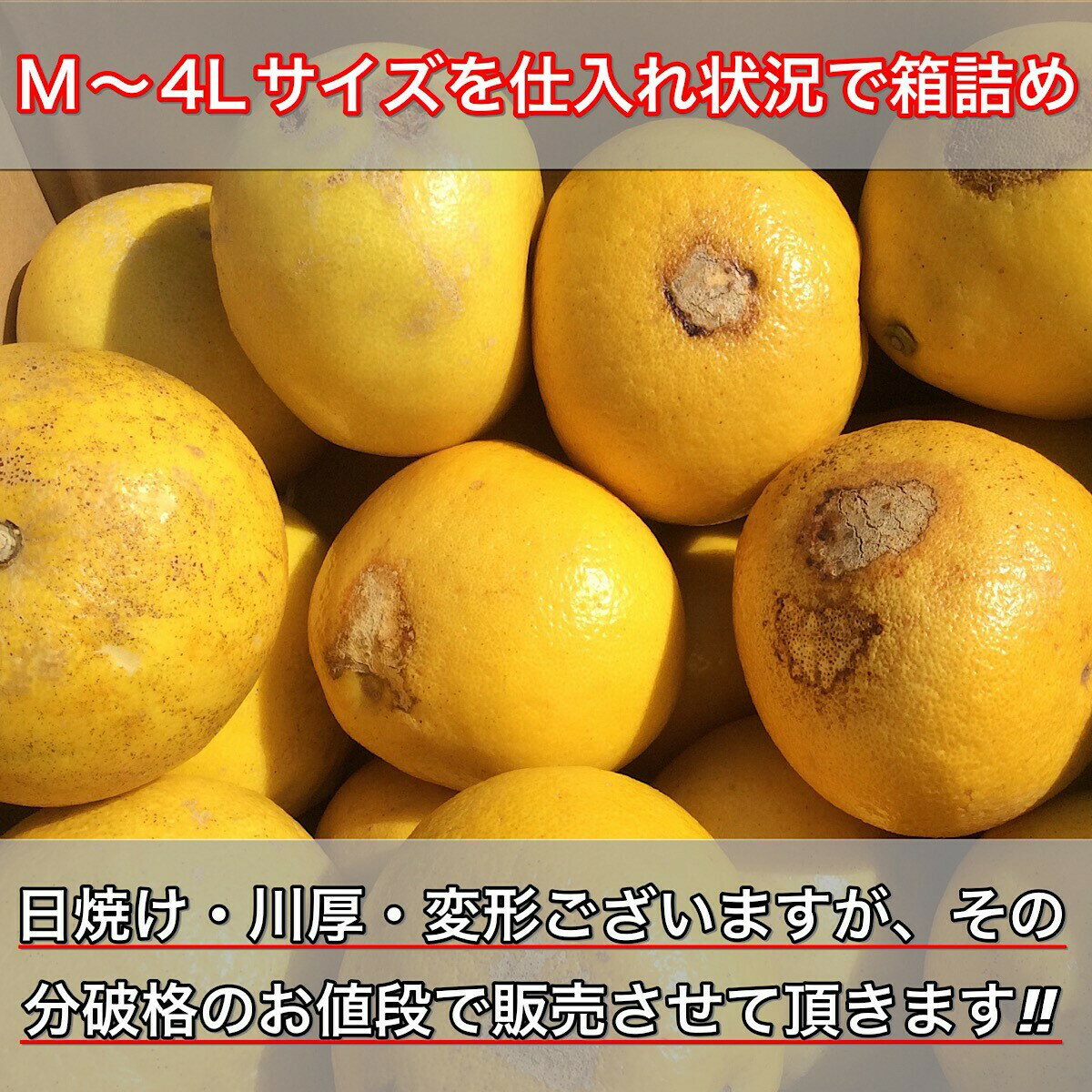 文旦 《本当に訳あり》 土佐文旦 10kg サイズお任せ (約20〜30玉）訳あり 家庭用 高知県産 10キロ ぶんたん（2枚目）