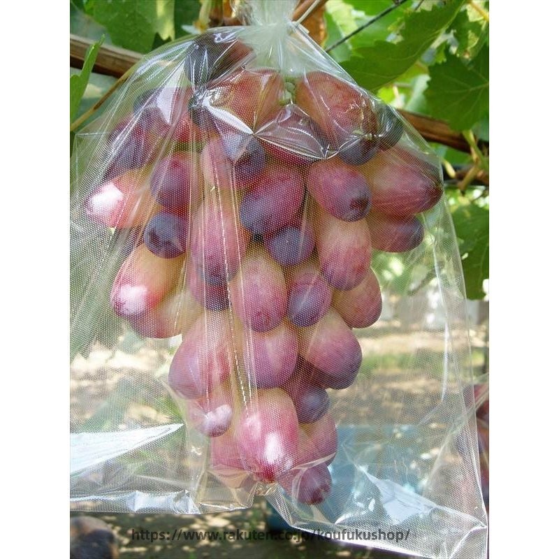 全透明微孔フィルム袋 ブドウ日光カバー袋 果物野菜ラップ袋 ブドウラップ袋 鳥や...
