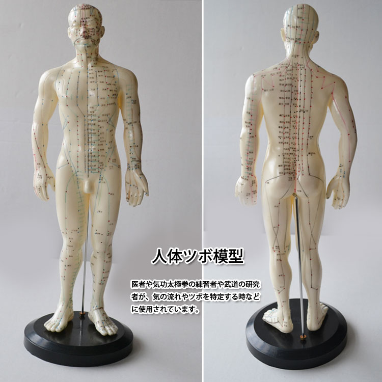 【気功】人体ツボ模型・男性