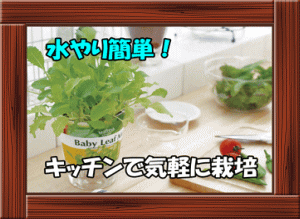 【スープセロリ】FRESH VEGE　フレッシュベジ