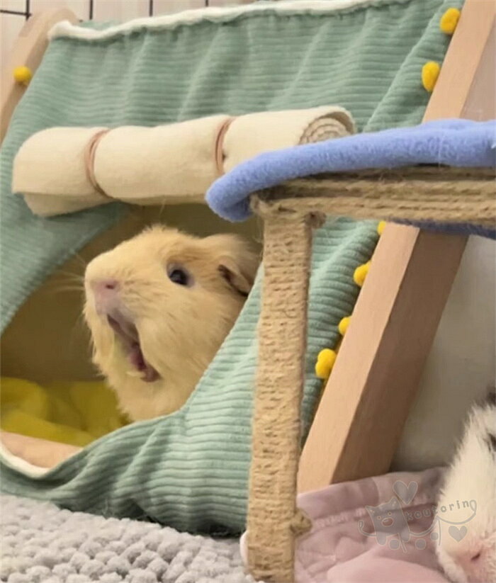 ペット テント ハムスター ハウス 小動物ベッド 寝床 鳥の巣 ふわふわ 暖かい 室内...